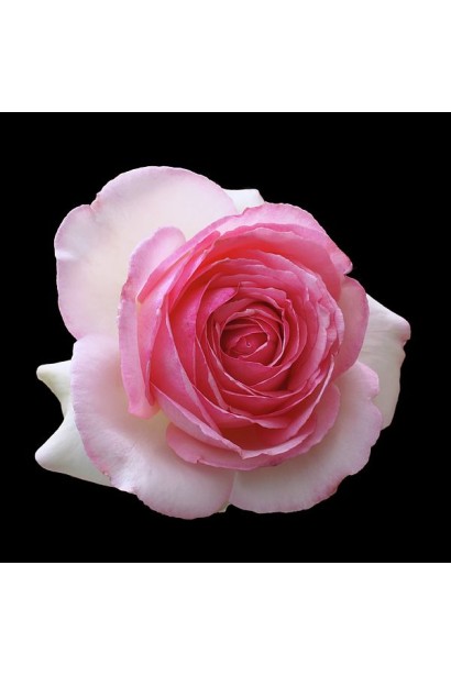 Троянда чайно-гібридна Дольче Віта біла з рожевою каймою квітка